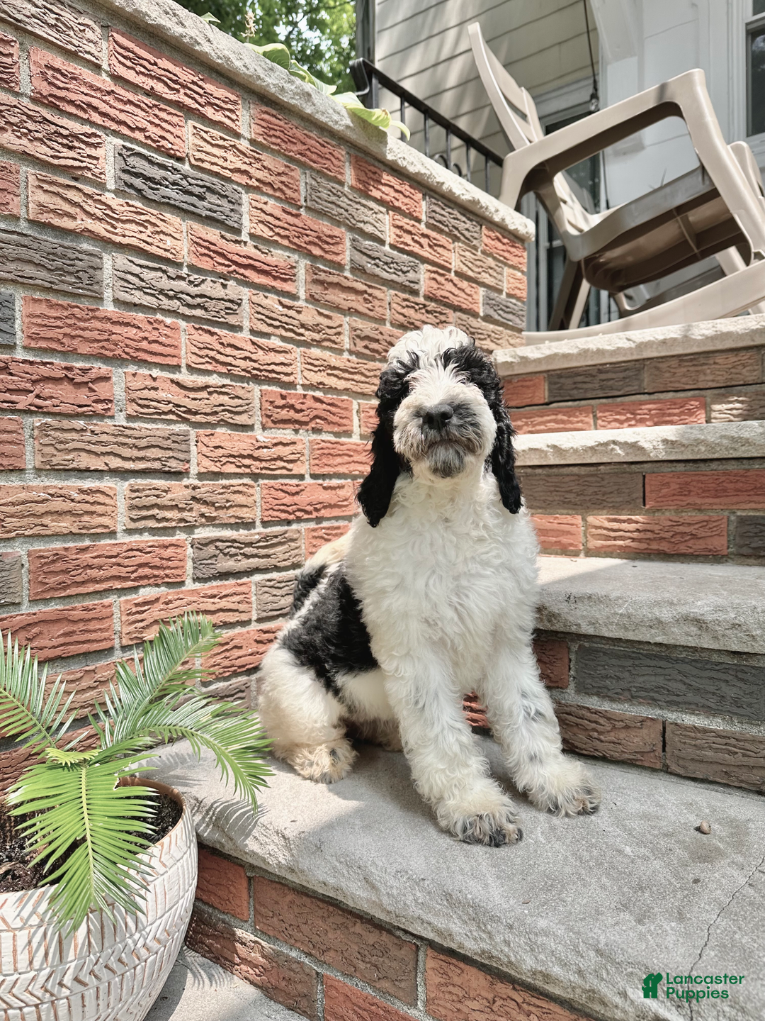 Goldendoodle dogs for sale: Rex - Image 1
