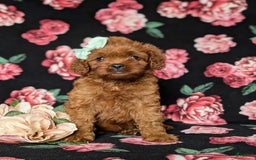 Cavapoo dogs for sale: Hillary - Image 3