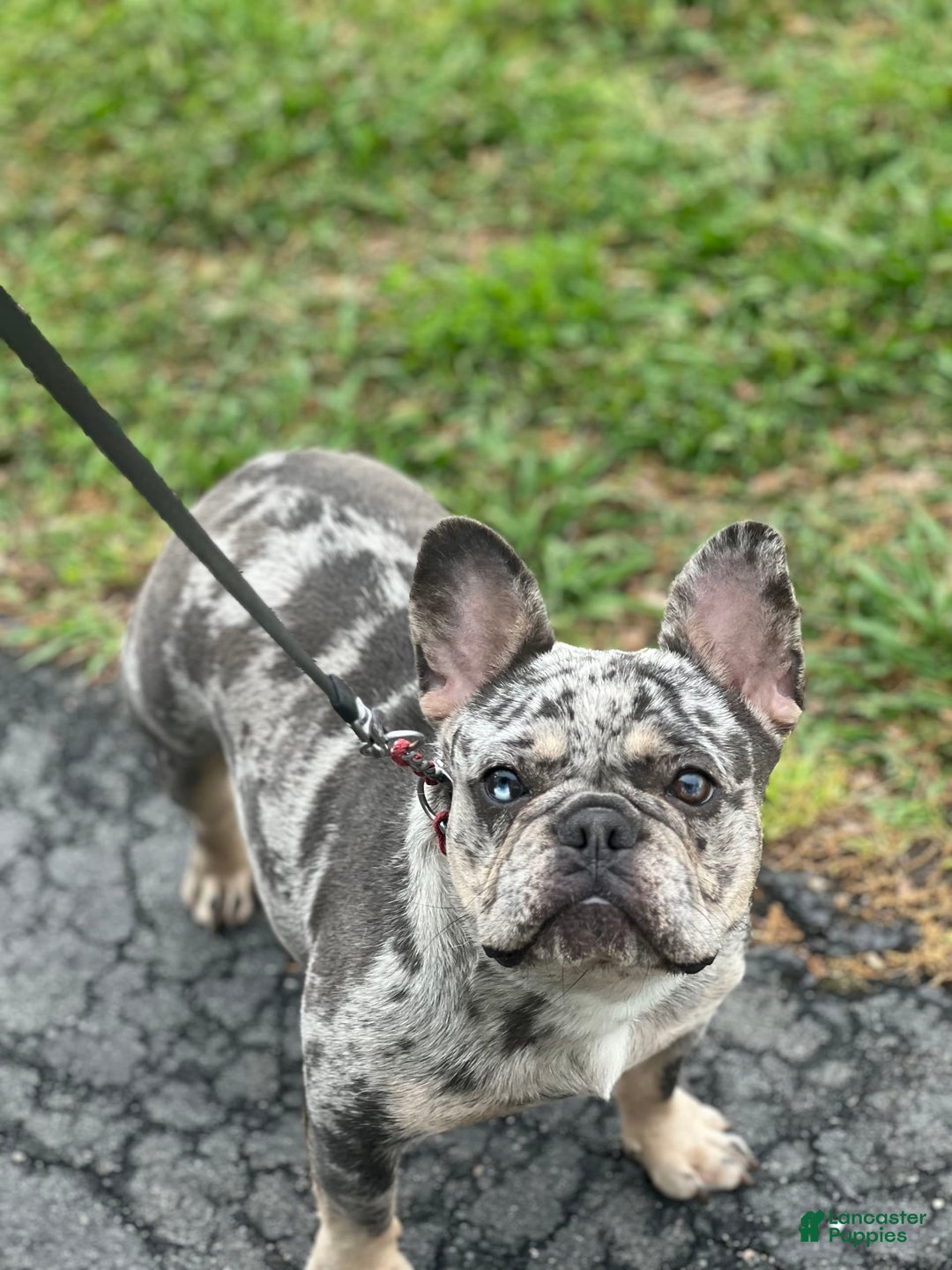 French Bulldog dogs for sale: Peewee - Image 1