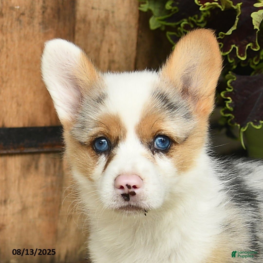 Welsh Corgi Pembroke dogs for sale: Nutmeg - Image 4
