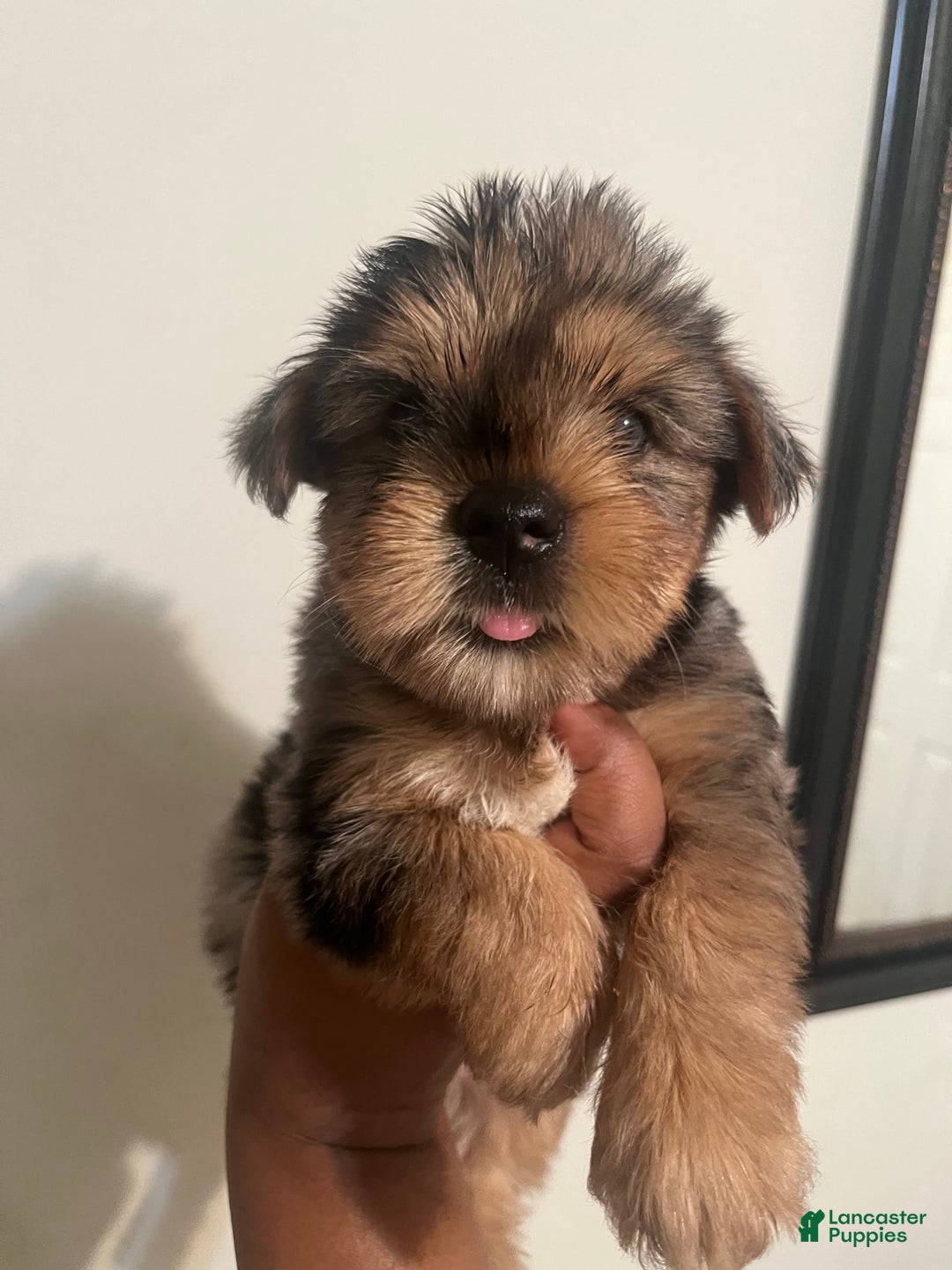 Yorkshire Terrier dogs for sale: Patty - Image 5
