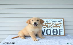 Golden Retriever dogs for sale: Clem - Image 7