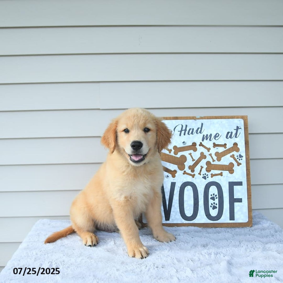 Golden Retriever dogs for sale: Clem - Image 7