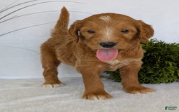 Goldendoodle dogs for sale: Daisy - Image 4