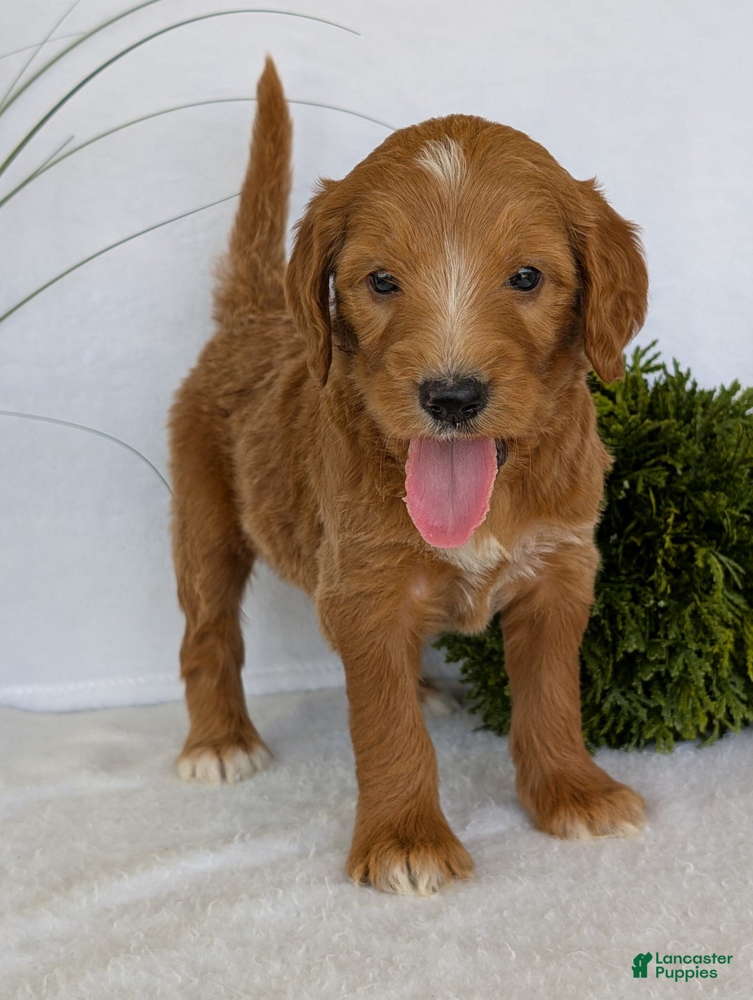 Goldendoodle dogs for sale: Daisy - Image 4