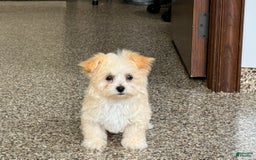 Maltipoo dogs for sale: Susie - Image 3