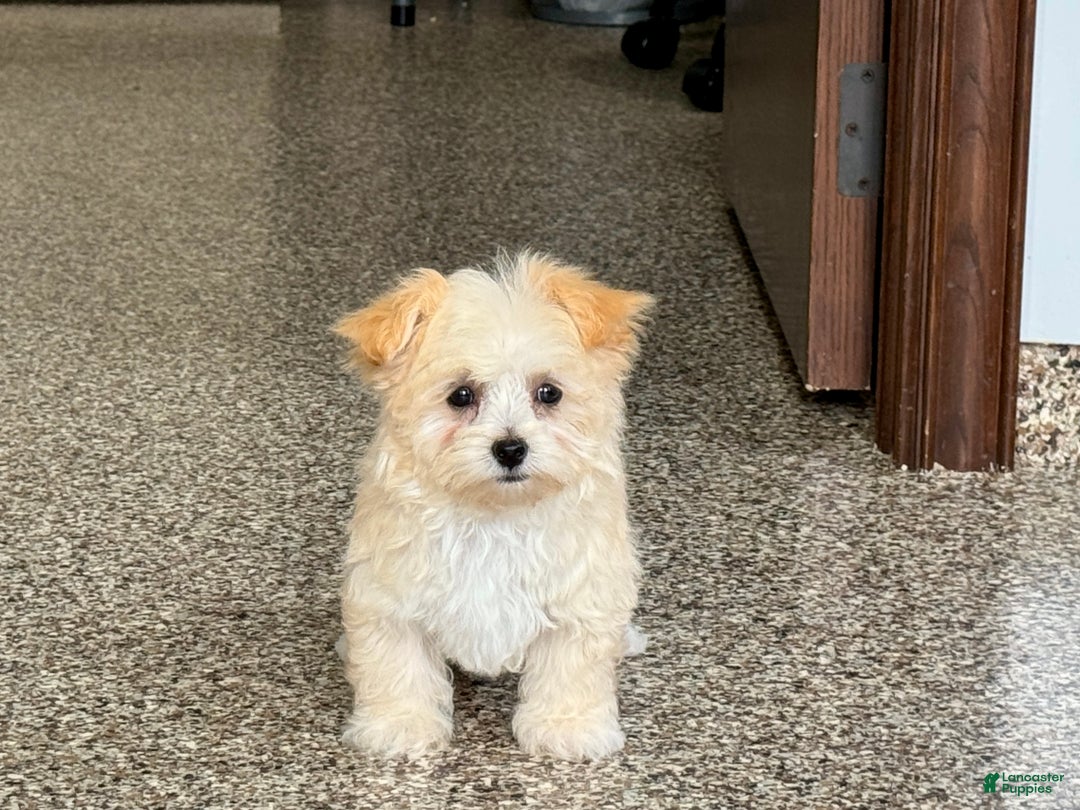 Maltipoo dogs for sale: Susie - Image 3