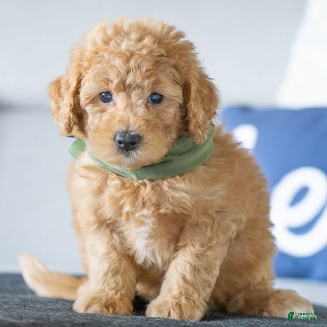 Mini Goldendoodle dogs for sale: Wendy - Image 1