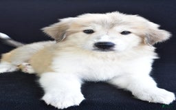 Great Pyrenees dogs for sale: Marla - Image 4