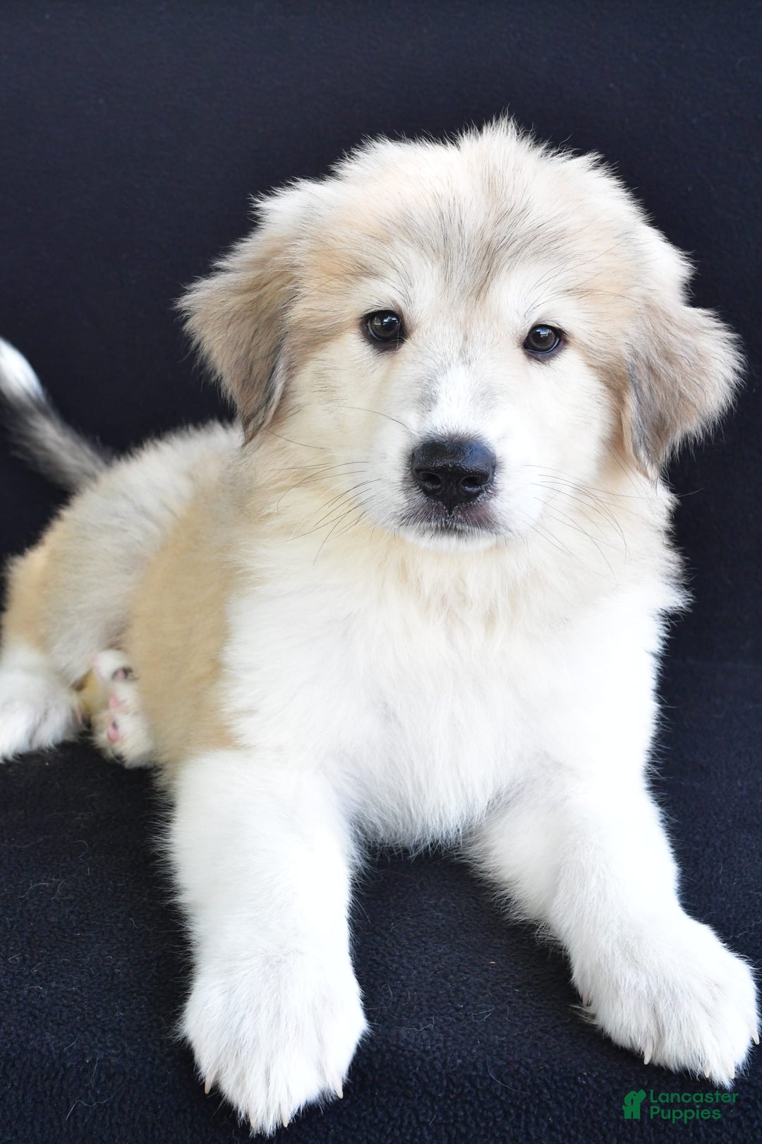 Great Pyrenees dogs for sale: Marla - Image 4