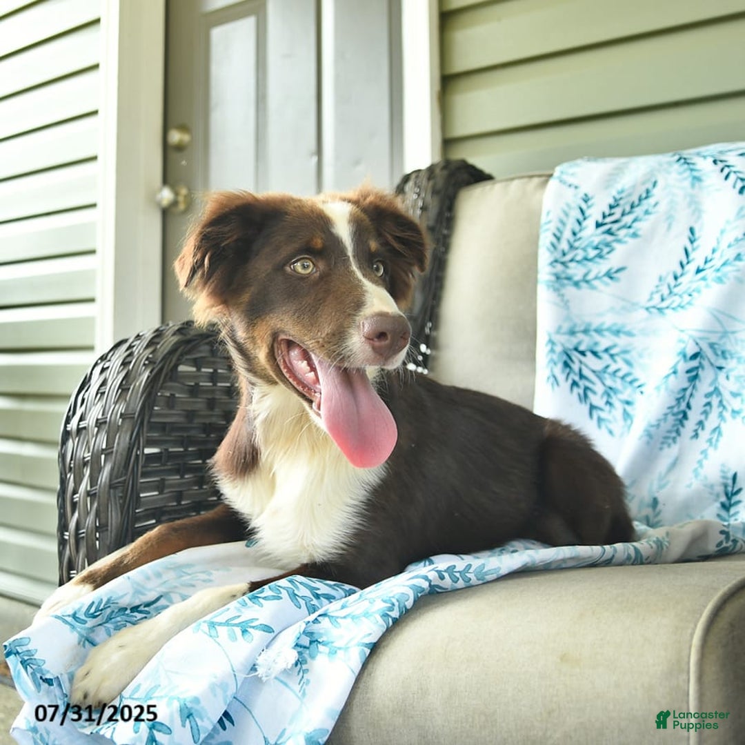 Australian Shepherd dogs for sale: Elvis - Image 7