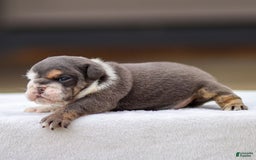 English Bulldog dogs for sale: Tanner - Image 1