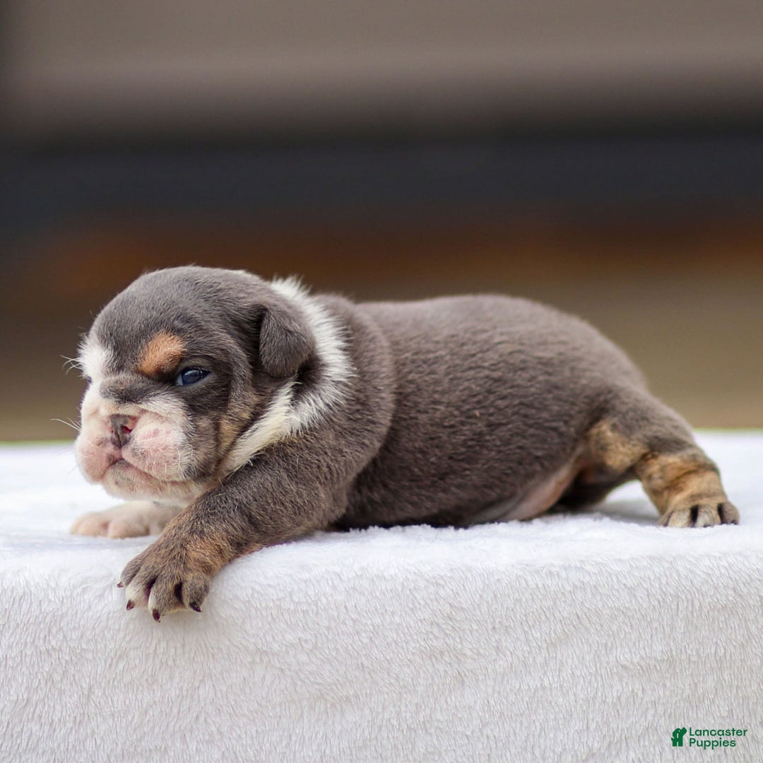 English Bulldog dogs for sale: Tanner - Image 1