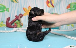 Mini Bernedoodle dogs for sale: Mike - Image 4