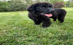Newfoundland dogs for sale: Amara - Image 5
