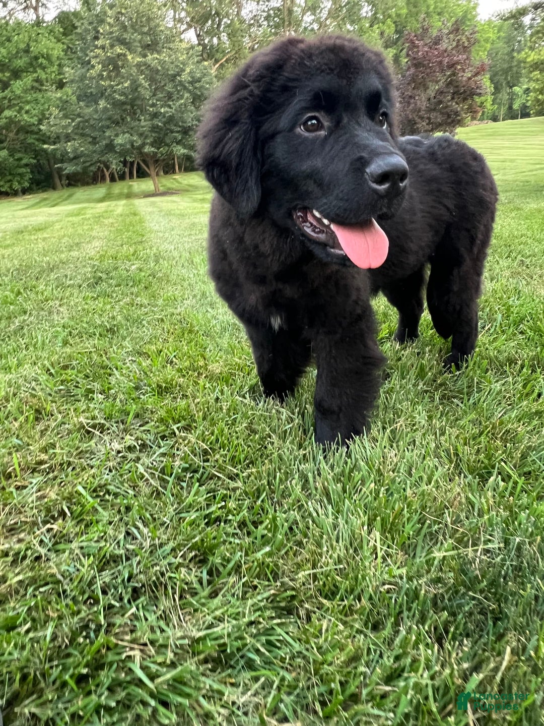 Newfoundland dogs for sale: Amara - Image 5