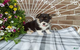 Welsh Corgi Pembroke dogs for sale: Chase - Image 19