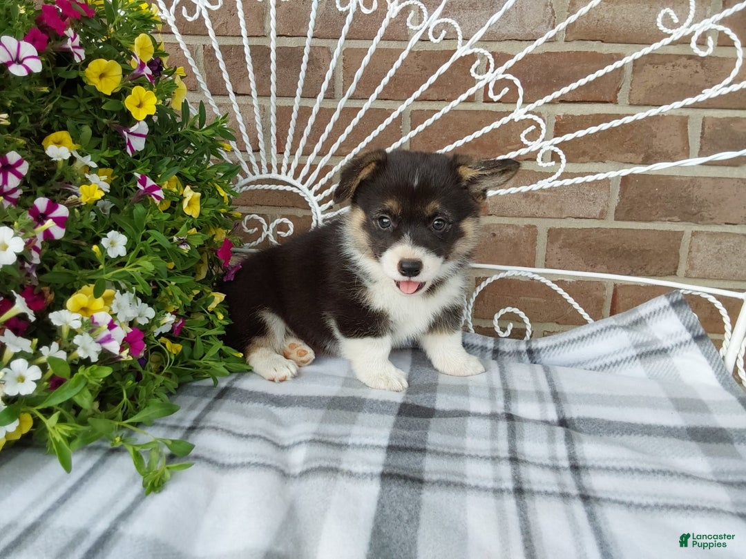 Welsh Corgi Pembroke dogs for sale: Chase - Image 19
