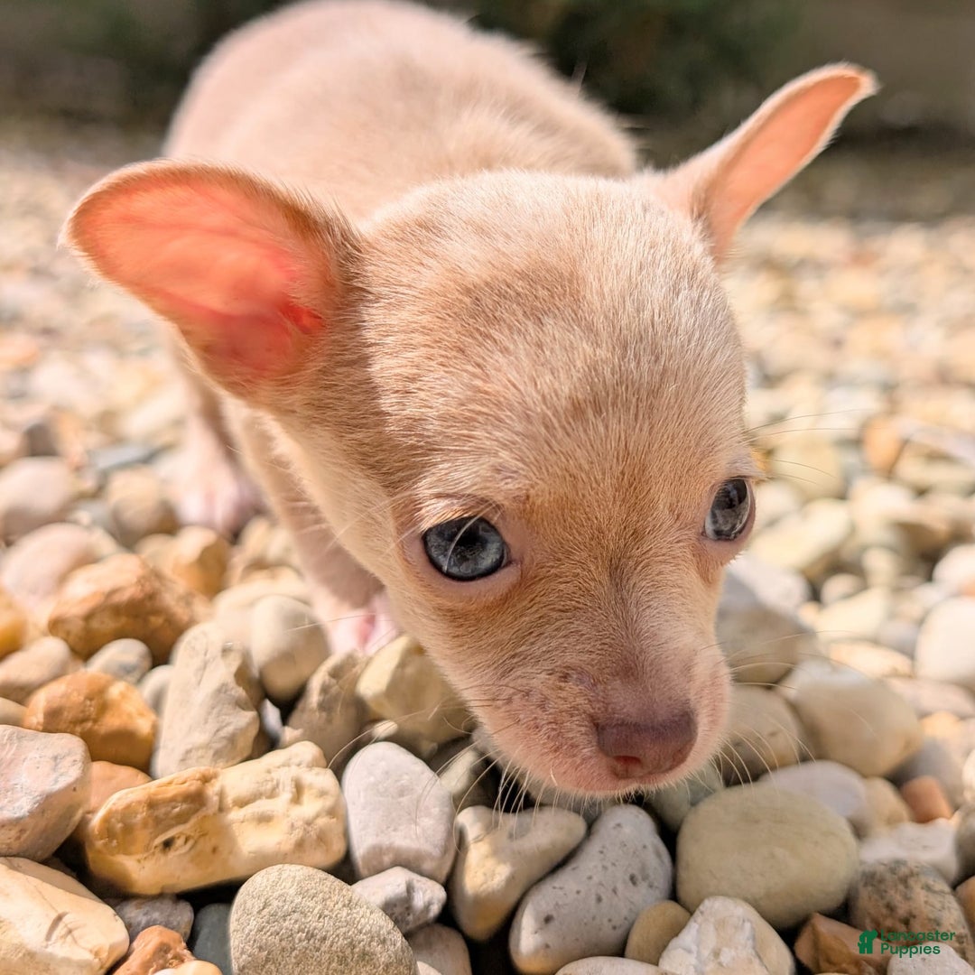 Chihuahua dogs for sale: Chihuahua 5 puppies - Image 10