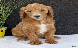 Goldendoodle dogs for sale: Zoey - Image 24