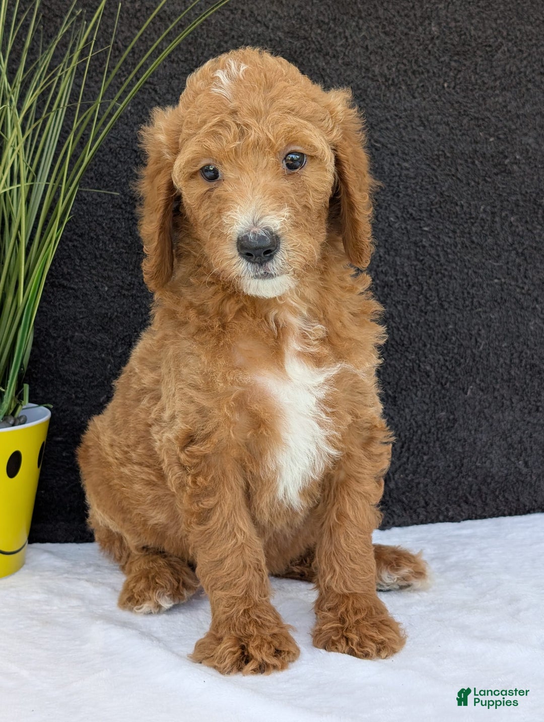 Goldendoodle dogs for sale: Zoey - Image 24