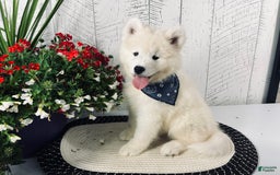 Samoyed dogs for sale: Charlie - Image 9