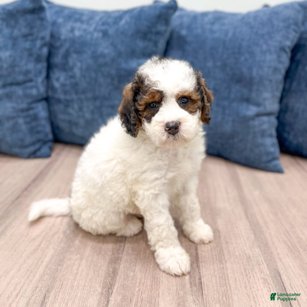 Mini Bernedoodle dogs for sale: Amelia - Image 5