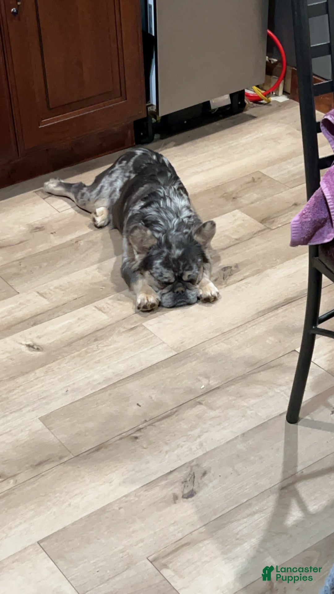 French Bulldog dogs for sale: Gru - Image 8