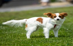 Papillon dogs for sale: Fansie - Image 6