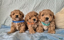Maltipoo dogs for sale: Paulie - Image 2