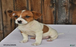 Jack Russell Terrier dogs for sale: Oscar - Image 4