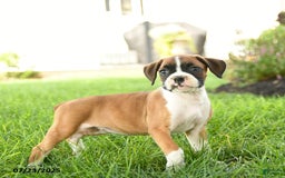 Boxer dogs for sale: Ella - Image 5