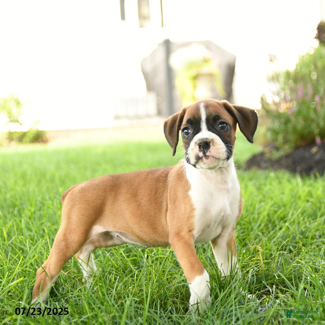 Boxer dogs for sale: Ella - Image 5