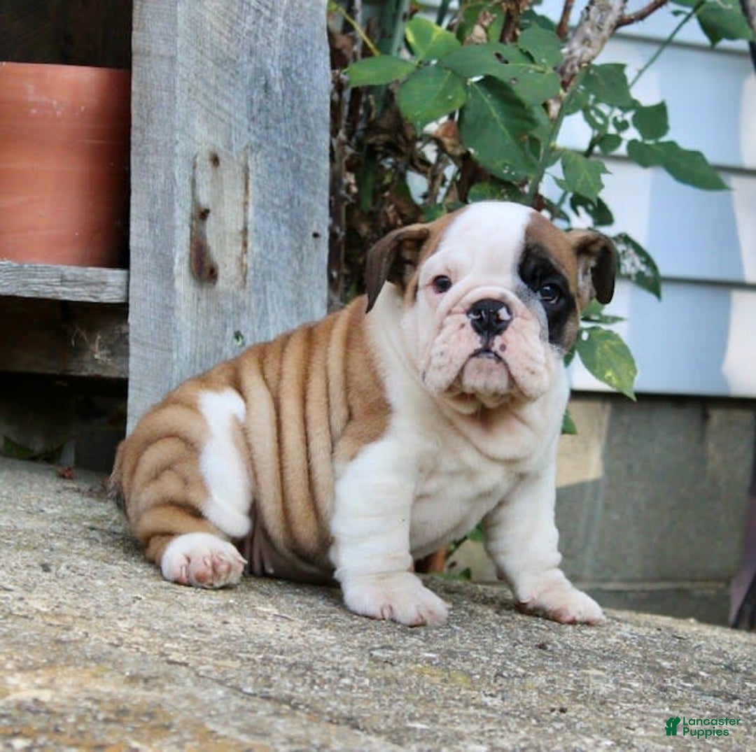 English Bulldog dogs for sale: Wendy - Image 12