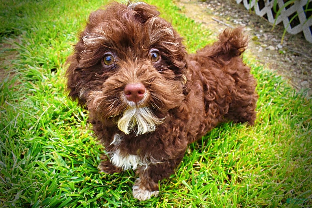 Havapoo dogs for sale: Tucker - Image 17