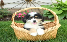 Mini Bernedoodle dogs for sale: Poppy - Image 4