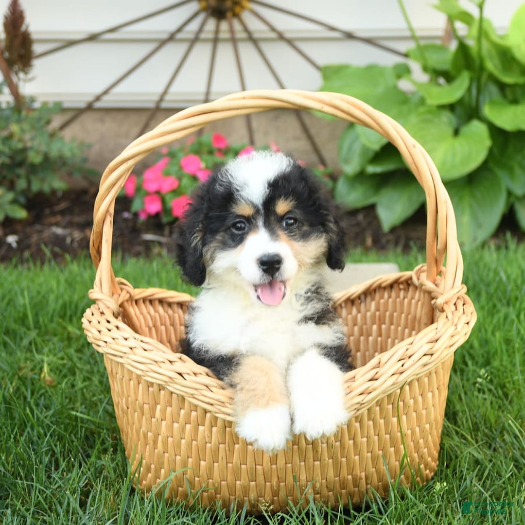 Mini Bernedoodle dogs for sale: Poppy - Image 4