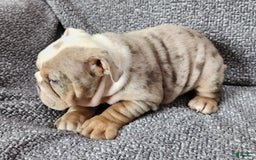 English Bulldog dogs for sale: Lilly - Image 2