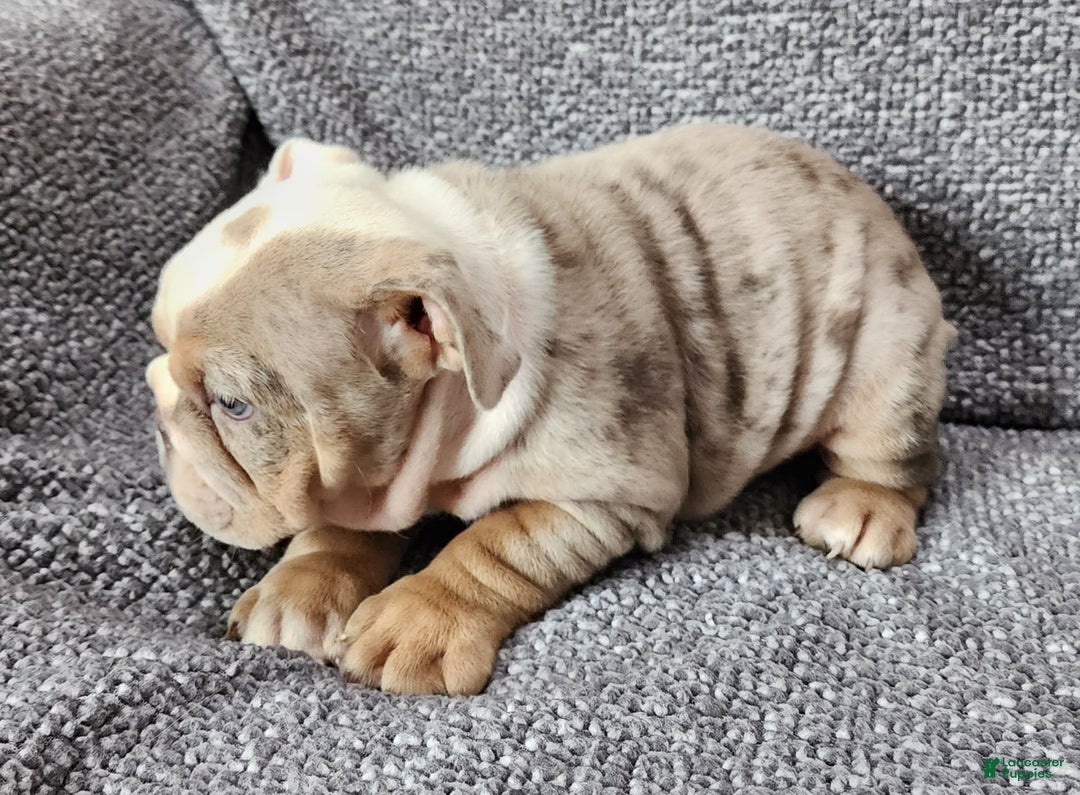 English Bulldog dogs for sale: Lilly - Image 2