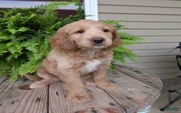 Goldendoodle dogs for sale: Lolly - Image 10