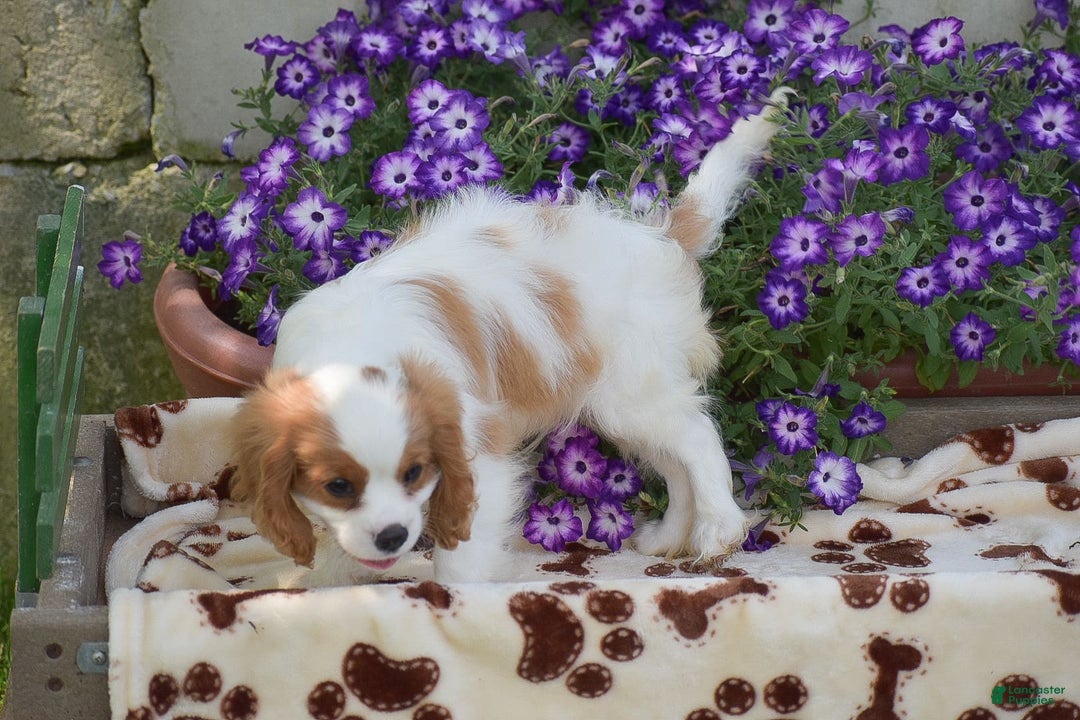 Cavalier King Charles Spaniel dogs for sale: Charlie - Image 5
