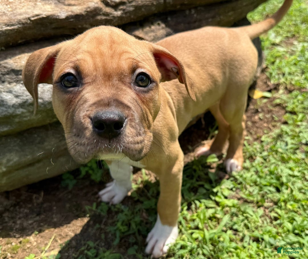American Pit Bull Terrier dogs for sale: Spice - Image 22