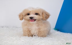 Maltipoo dogs for sale: Luciana - Image 5