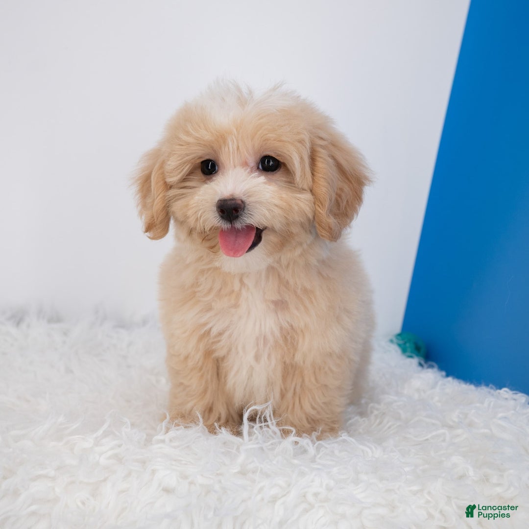 Maltipoo dogs for sale: Luciana - Image 5