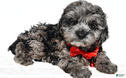 Cockapoo dogs for sale: Sonny - Image 8