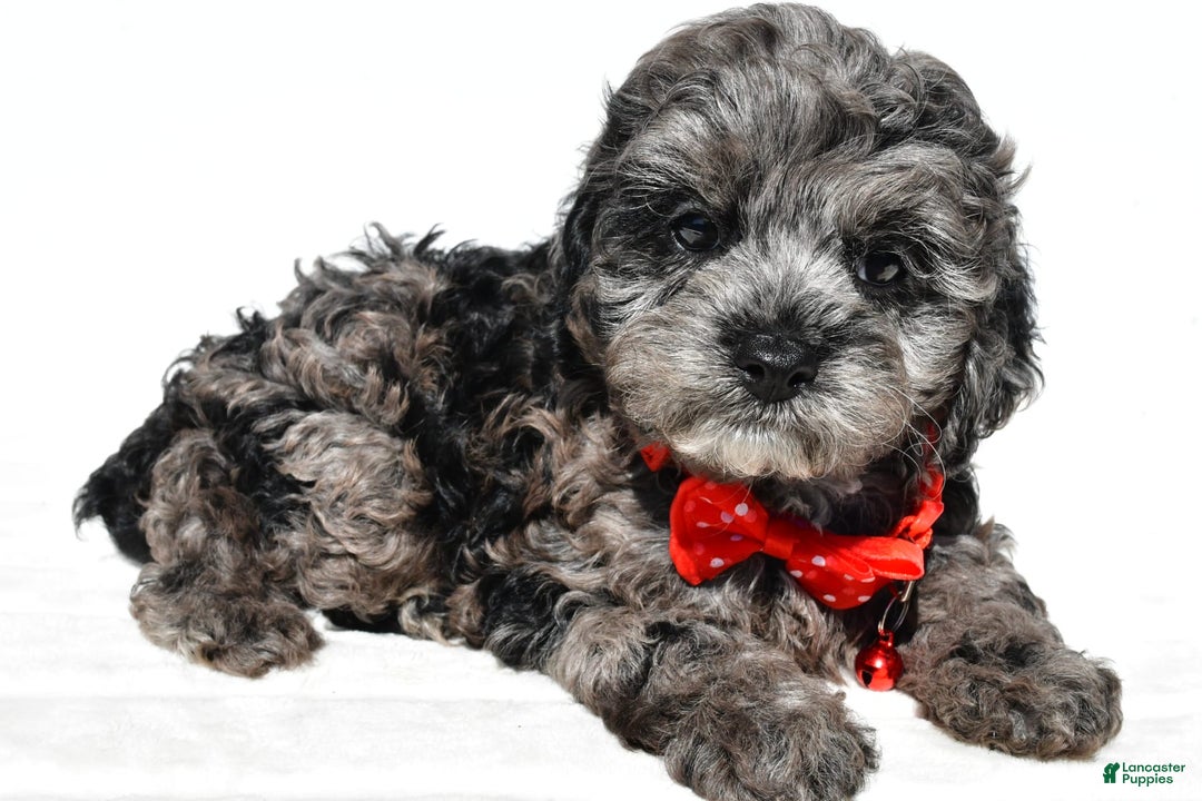 Cockapoo dogs for sale: Sonny - Image 8
