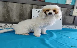 Miniature Poodle dogs for sale: Prisca - Image 1