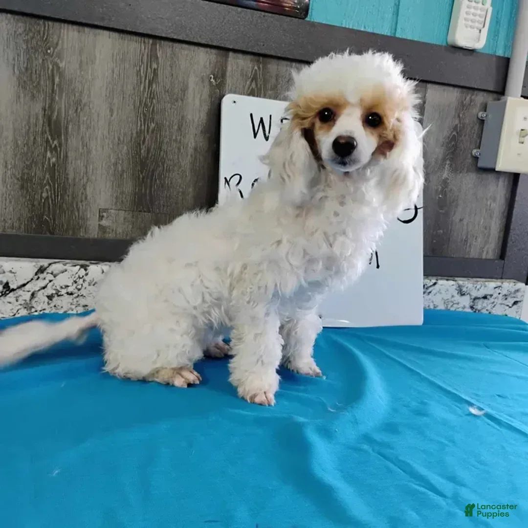 Miniature Poodle dogs for sale: Prisca - Image 1