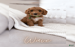 Mini Goldendoodle dogs for sale: Wave - Image 2