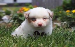 Australian Shepherd dogs for sale: Zachary - Image 1